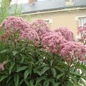 Eupatorium maculatum 'Atropurpureum'